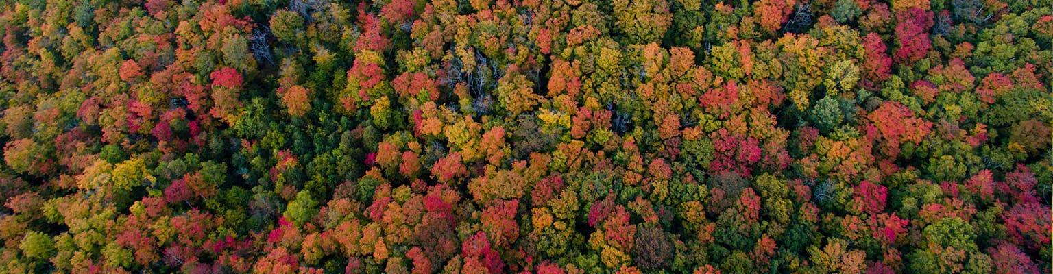 aerial view of autumn forest