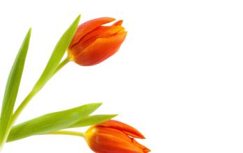 Tulip flower logo